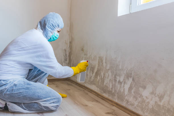 Licensed Mold Testing service in Park Ridge, IL - WQB Mold Removal